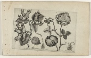 Nocciolo e rosa da Crispijn van de Passe (I) (attributed to)