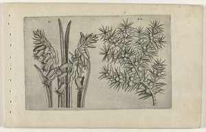 Giacinto e ginepro (Cognoscite lilia) da Crispijn van de Passe (I) (attributed to)