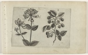 Caprifoglio e lampone da Crispijn van de Passe (I) (attributed to)