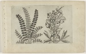 Piccola pimpinella e bocca di leone (serie Cognoscite lilia) da Crispijn van de Passe (I) (attributed to)