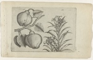 Cotogno e violaciocca da Crispijn van de Passe (I) (attributed to)