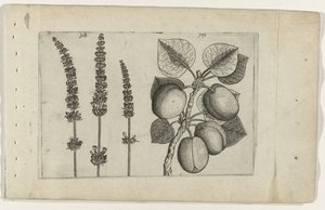 Lavanda e albicocca da Crispijn van de Passe (I) (attributed to)