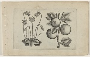 Viola di Marzo e Arancia, dalla serie 