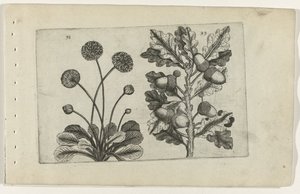 Margherita e quercia estiva