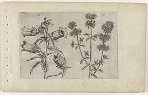 Campanula e maggiorana da Crispijn van de Passe (I) (attributed to)