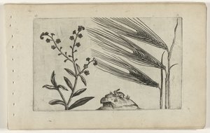 Non-ti-scordar-di-me di Palude e Orzo da Crispijn van de Passe (I) (attributed to)