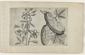 Rosa muschiata e cetriolo