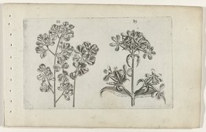 Felce murale e saponaria da Crispijn van de Passe (I) (attributed to)