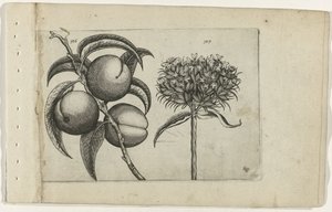 Pesca e amore ardente (Cognoscite lilia) da Crispijn van de Passe (I) (attributed to)