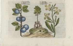 Prugna e fiore di muro