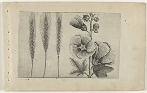 Segale e malvarosa da Crispijn van de Passe (I) (attributed to)