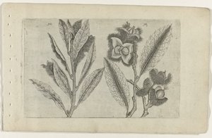 Salvia e castagna dolce da Crispijn van de Passe (I) (attributed to)