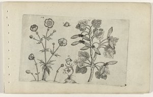 Ranuncolo affilato e acero di campo (serie Cognoscite lilia) da Crispijn van de Passe (I) (attributed to)