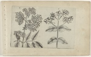 Lillà e sangue umano (Cognoscite lilia) da Crispijn van de Passe (I) (attributed to)