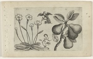 Primula e pera (Cognoscite lilia) da Crispijn van de Passe (I) (attributed to)