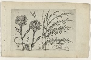 Garofano e ginestra da Crispijn van de Passe (I) (attributed to)