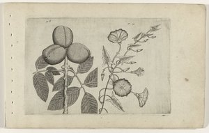 Noce e convolvolo Cognoscite lilia (serie) da Crispijn van de Passe (I) (attributed to)