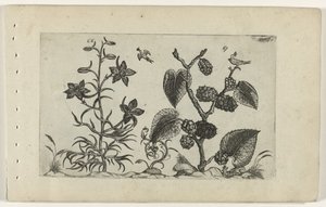 Speronella e gelso nero da Crispijn van de Passe (I) (attributed to)
