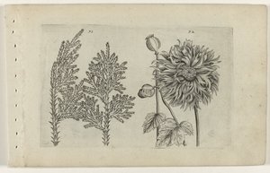 Albero dei sette e papavero (serie Cognoscite lilia) da Crispijn van de Passe (I) (attributed to)