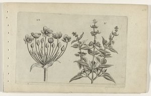 Fiore di cigno e salvia a piccoli fiori (serie Cognoscite lilia)