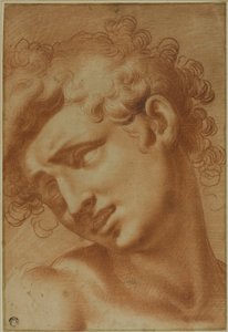 Testa di un Giovane da Cristoforo Roncalli