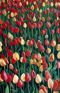 Tulipani
