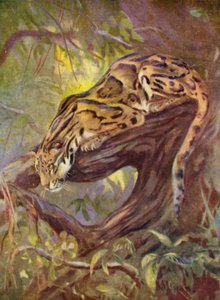 Allo zoo: Leopardo nebuloso da Cuthbert Edmund Swan