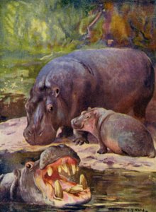 Allo zoo: Ippopotamo