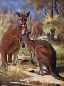 Allo zoo: Canguri