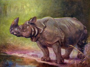 Allo zoo: Rinoceronte da Cuthbert Edmund Swan