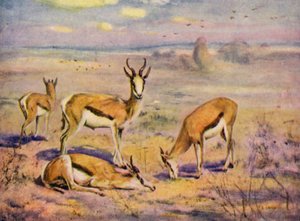 Allo zoo: Springboks da Cuthbert Edmund Swan