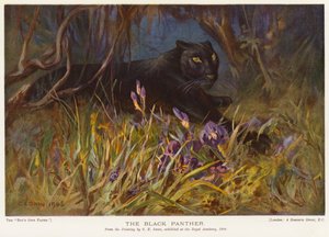 La Pantera Nera