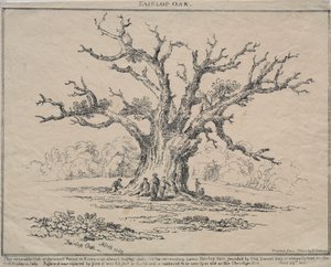 Fairlop Oak da D. H. Redman