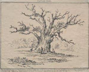Fairlop Oak, 1811 da D. H. Redman