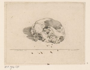 Cagnolino che dorme da D. Merrem