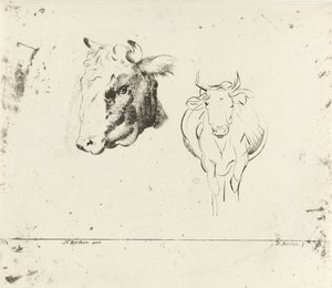 Foglio di studio con una testa di mucca e una mucca vista di fronte da D. Merrem