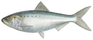 Aringa americana