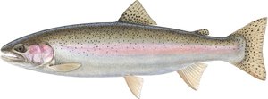 Trota arcobaleno