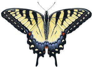 Farfalla Tiger Swallowtail da Damstra Emily