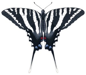 Farfalla Zebra Swallowtail