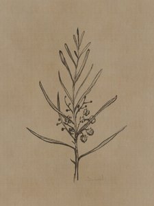 Alberello di Blackwood