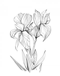  Iris da Dan Hobday