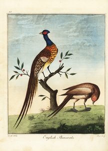 Fagiani inglesi, maschio e femmina. 1792 (incisione) da Daniel (after) Dodd
