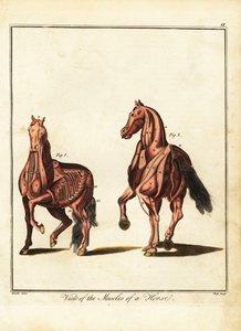 Muscolatura di un cavallo. 1792 (incisione) da Daniel (after) Dodd