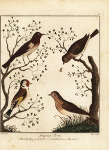 Uccelli canori: allodola, fanello, cardellino, allodola. 1792 (incisione) da Daniel (after) Dodd
