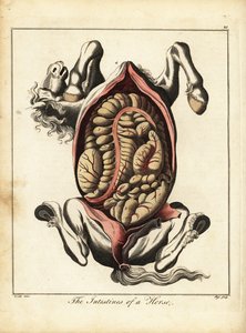 Gli intestini di un cavallo. 1792 (incisione)