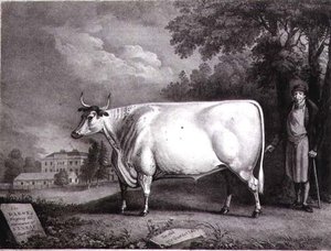 Il Barone, un premio shorthorn (La Mucca Bianca di Nannau) inciso da Charles Joseph Hullamandel (1789-1850) 1824 da Daniel Clowes
