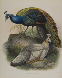 Pavo Nigripennis - Pavone dalle Spalle Nere da Daniel Giraud and Gould John Elliott