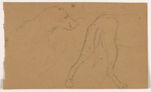Disegno, Milo (un Pointer), testa e corpo, 1862 ca. da Daniel Huntington