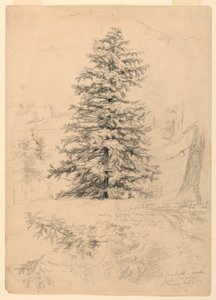 Disegno, Studio di una cicuta, North Conway, New Hampshire, 6 agosto 1855 da Daniel Huntington